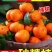 沙糖桔湖北柑橘之乡,产地直供,量大从优,欢迎订购
