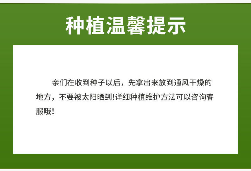 山樱桃种子毛樱桃山樱桃梅桃山豆子樱桃李桃种子砧木嫁接种子