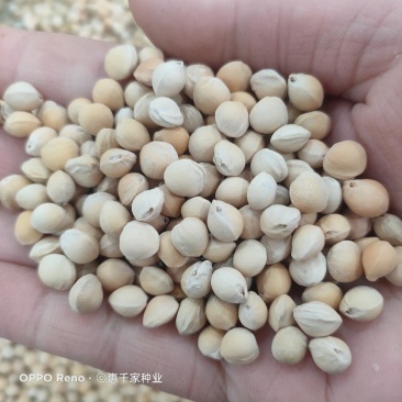山樱桃种子毛樱桃山樱桃梅桃山豆子樱桃李桃种子砧木嫁接种子
