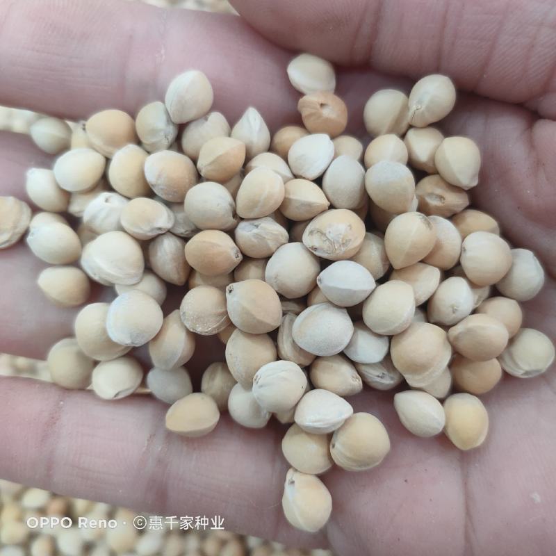 山樱桃种子毛樱桃山樱桃梅桃山豆子樱桃李桃种子砧木嫁接种子