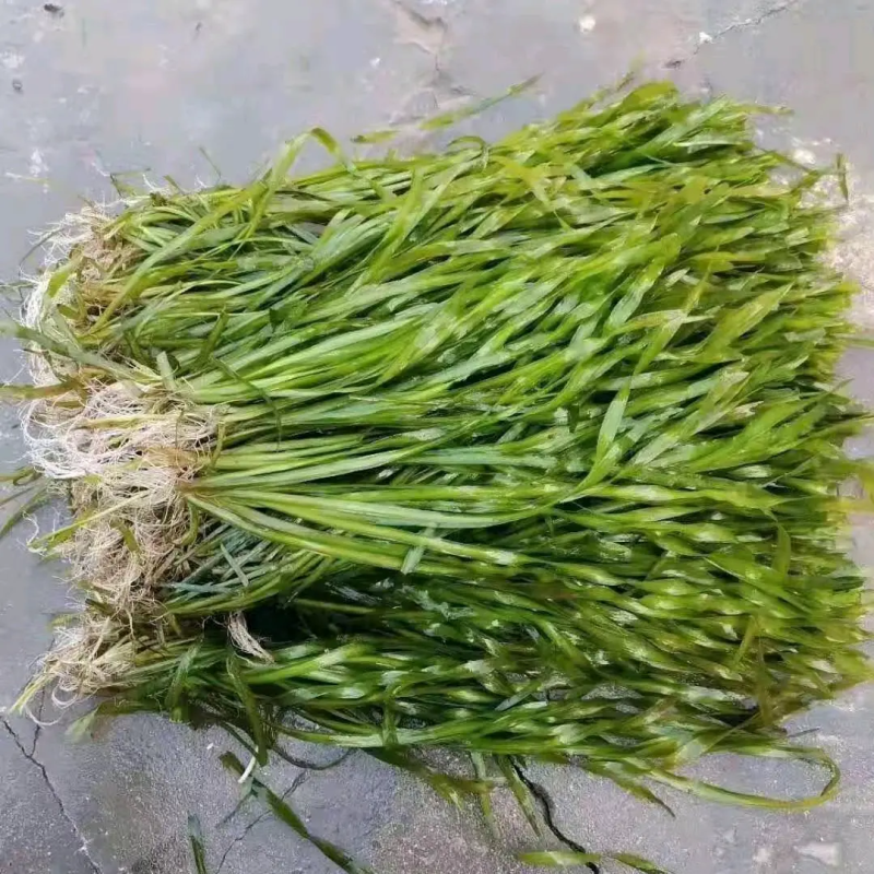 苦草刺苦草矮生苦草各种沉水植物种植水质净化工程