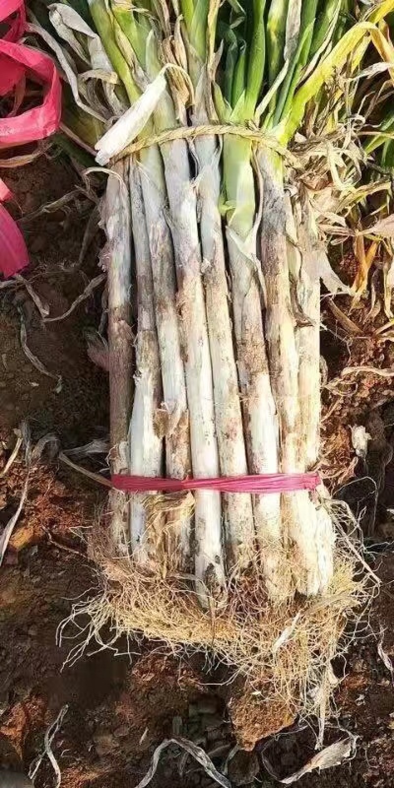 山西运城干葱，低价低价