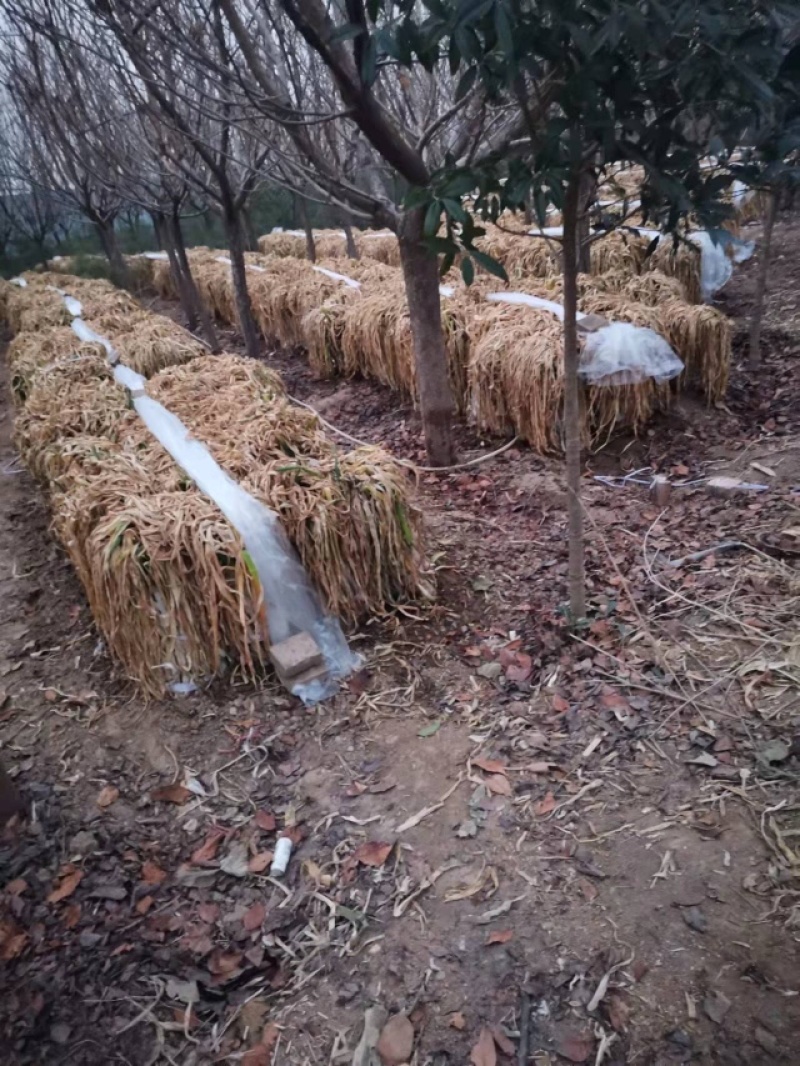 山西运城干葱，低价低价