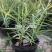 花叶芦竹芦竹盆栽花叶芦竹白洋淀瑞荷水生植物