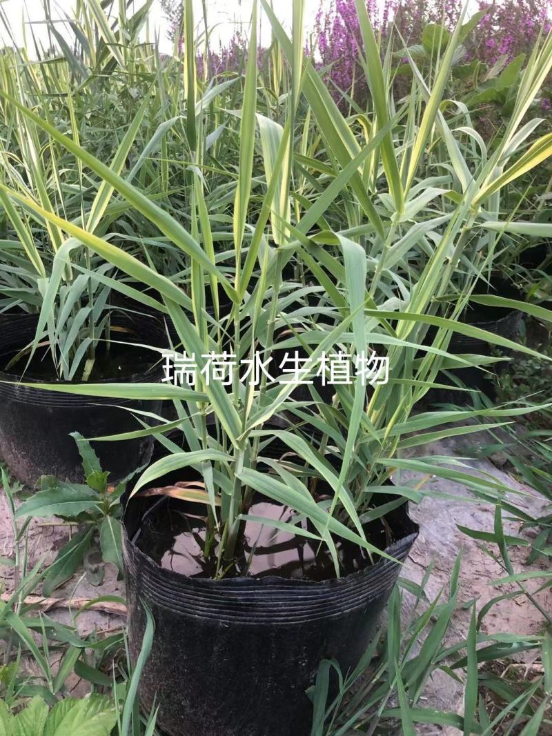 花叶芦竹芦竹盆栽花叶芦竹白洋淀瑞荷水生植物