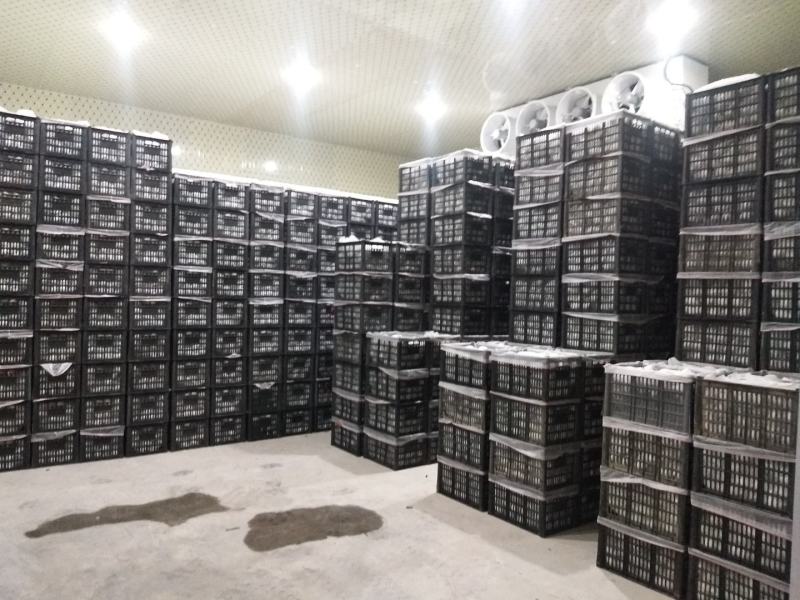 处理冷库新梨七号
