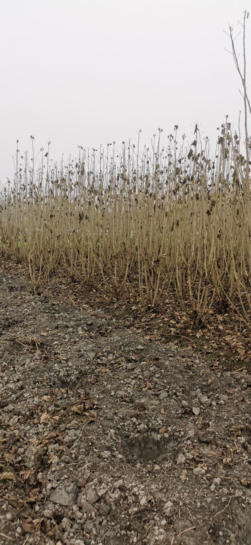基地直销各规格精品丛生木芙蓉，量大从优