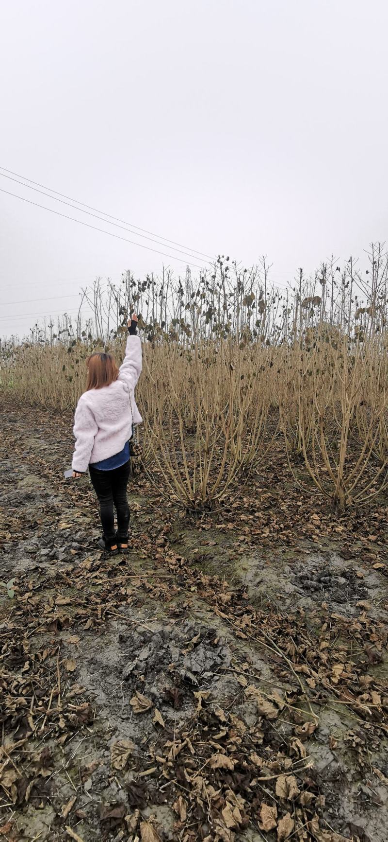 基地直销各规格精品丛生木芙蓉，量大从优