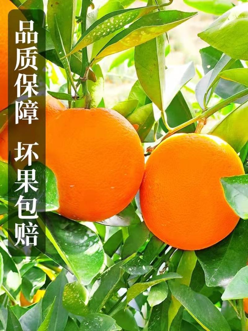 秭归脐橙产地直销看货论价保质保量支持发货