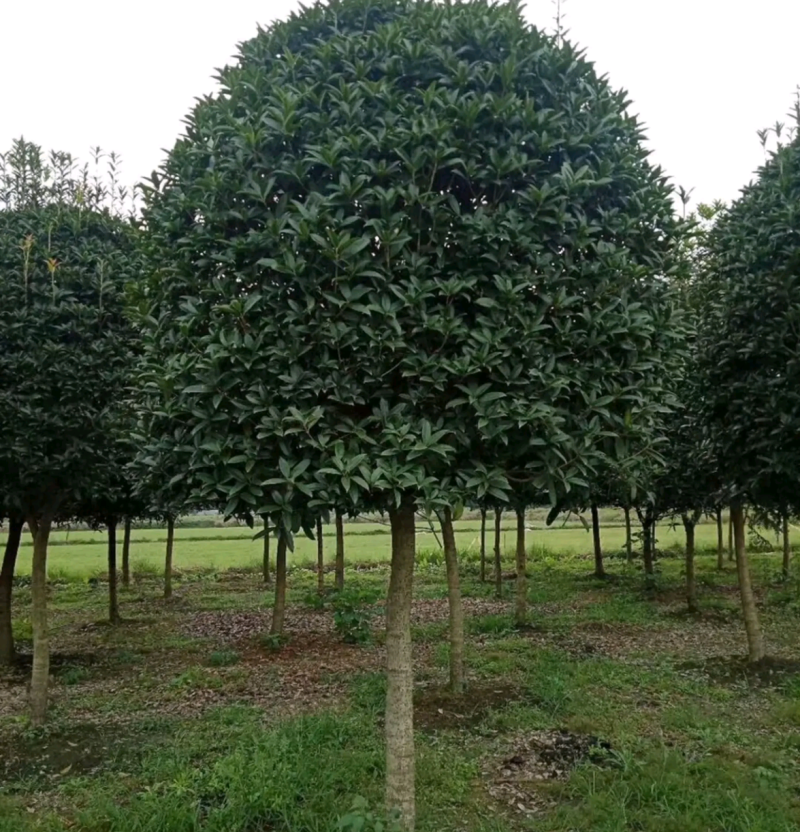 江西省吉安市桂花八月桂地径12~14cm欢迎咨询