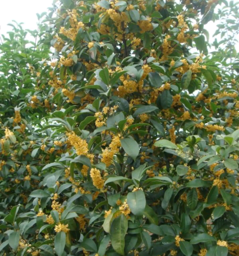 江西省吉安市桂花八月桂地径12~14cm欢迎咨询