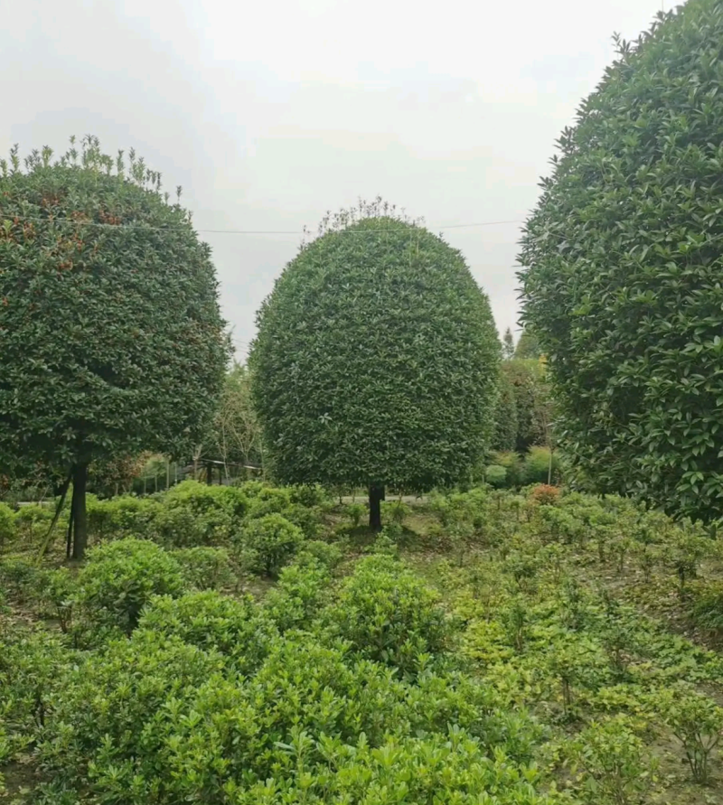 江西省吉安市桂花八月桂地径12~14cm欢迎咨询