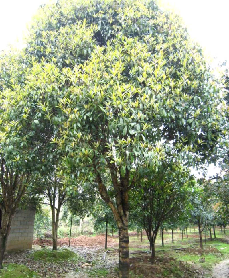 江西省吉安市桂花八月桂地径12~14cm欢迎咨询