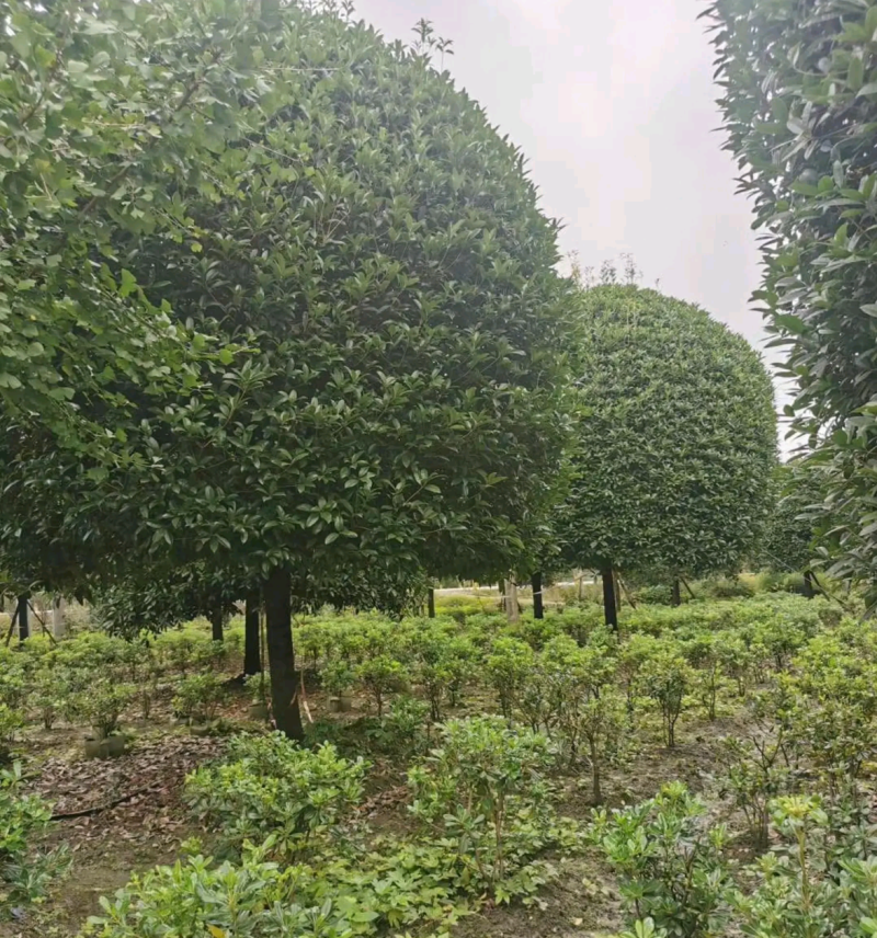 江西省吉安市桂花八月桂地径12~14cm欢迎咨询