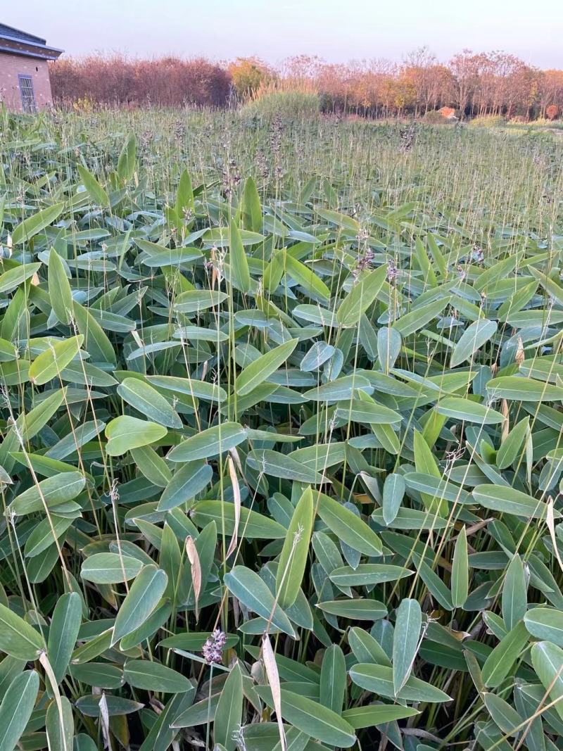 再力花盆栽再力花白洋淀瑞荷水生植物基地自产自销