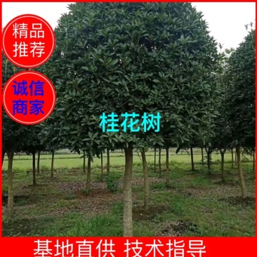 江西省吉安市桂花八月桂地径12~14cm欢迎咨询