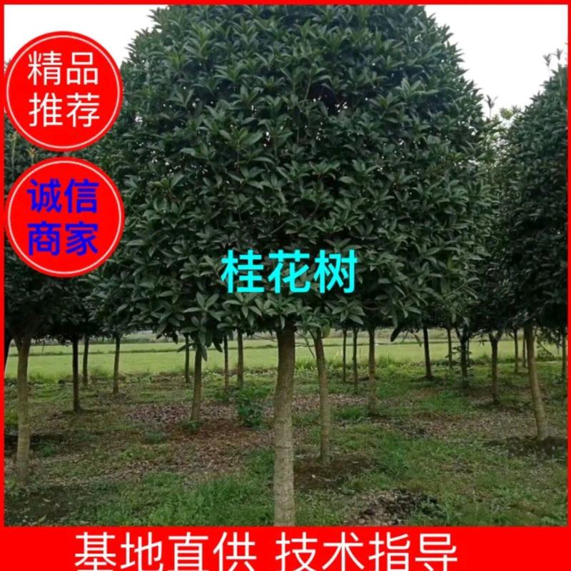 江西省吉安市桂花八月桂地径12~14cm欢迎咨询