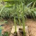 再力花盆栽再力花白洋淀瑞荷水生植物基地自产自销