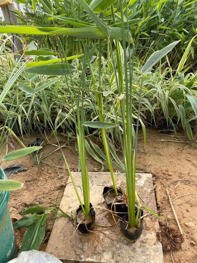 再力花盆栽再力花白洋淀瑞荷水生植物基地自产自销