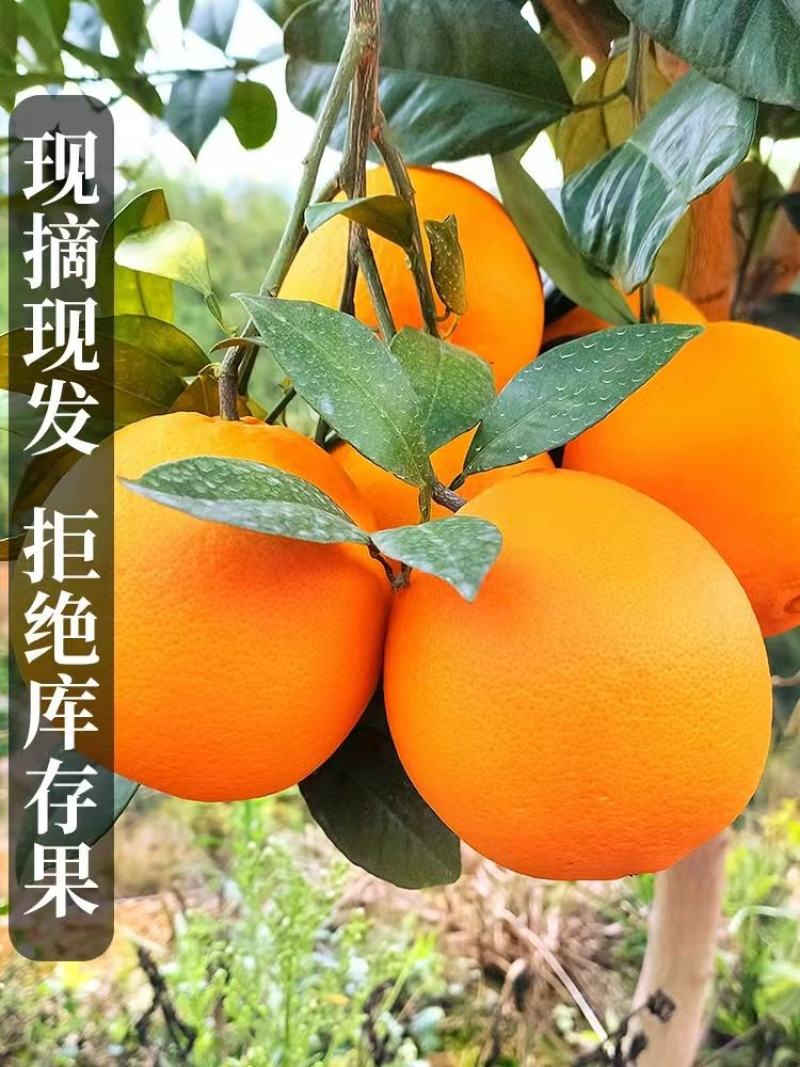 中华红橙产地直销看货采摘保质保量欢迎订购