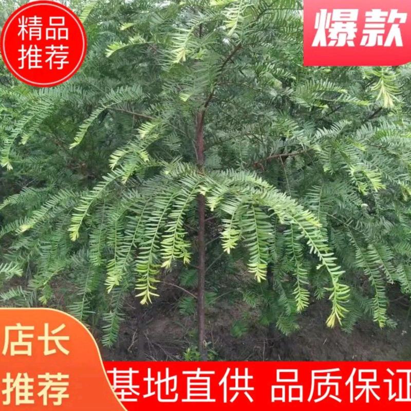 南方红豆杉江西吉安市红豆杉基地直供欢迎咨询