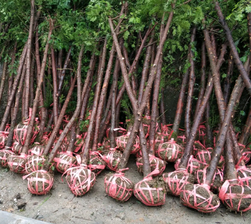 南方红豆杉江西吉安市红豆杉基地直供欢迎咨询