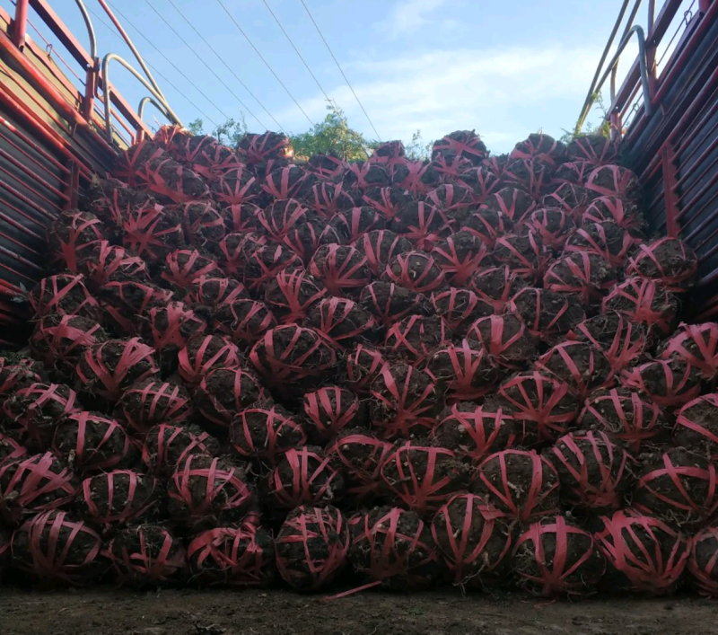 南方红豆杉江西吉安市红豆杉基地直供欢迎咨询