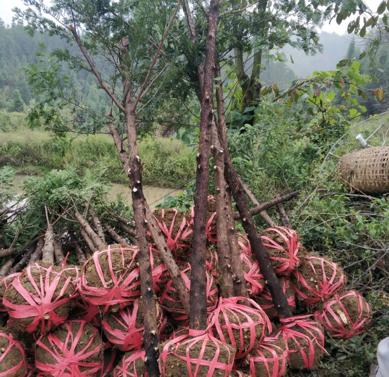 南方红豆杉江西吉安市红豆杉基地直供欢迎咨询