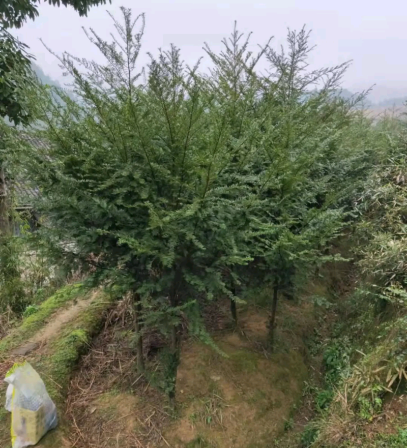 南方红豆杉江西吉安市红豆杉基地直供欢迎咨询