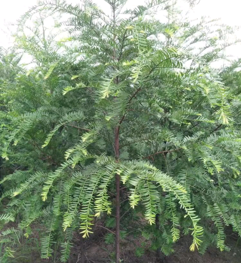 南方红豆杉江西吉安市红豆杉基地直供欢迎咨询
