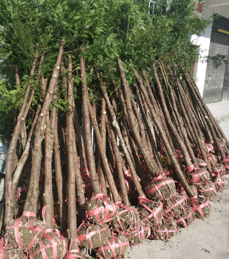 南方红豆杉江西吉安市红豆杉基地直供欢迎咨询