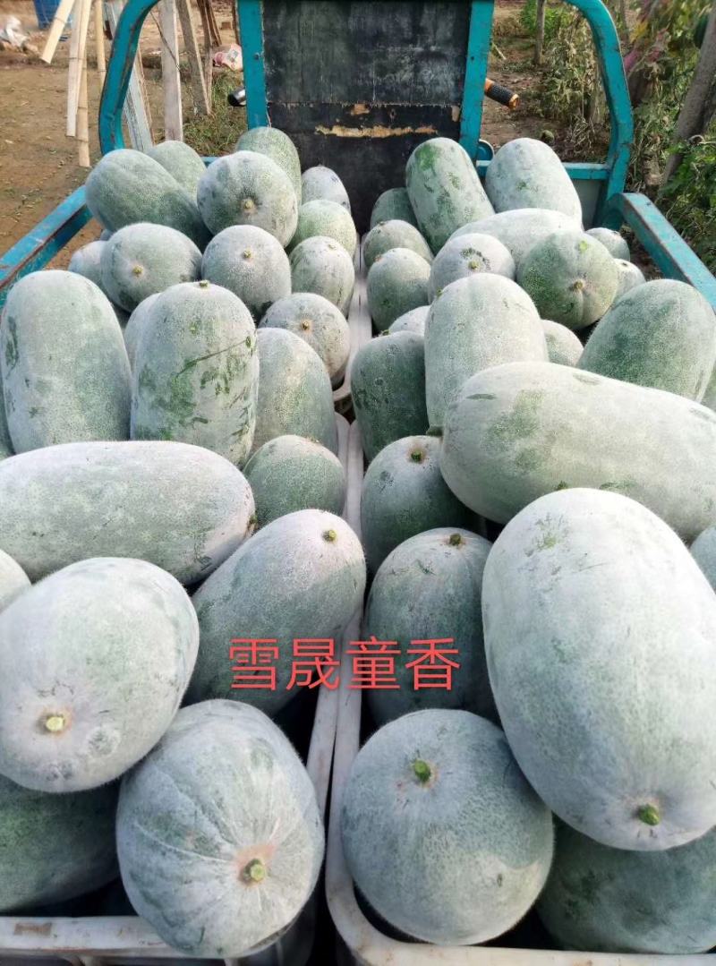 优质精品长形水果冬瓜……诚信第一服务至上；