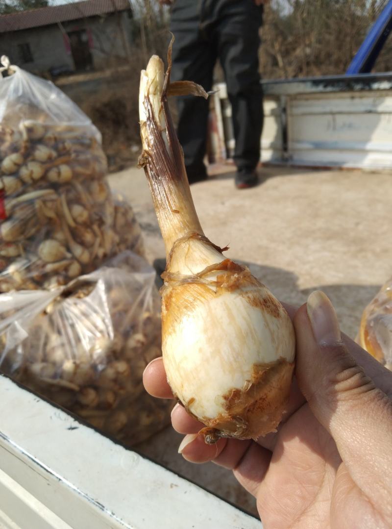精品慈菇粉、面、甜，大量供应中