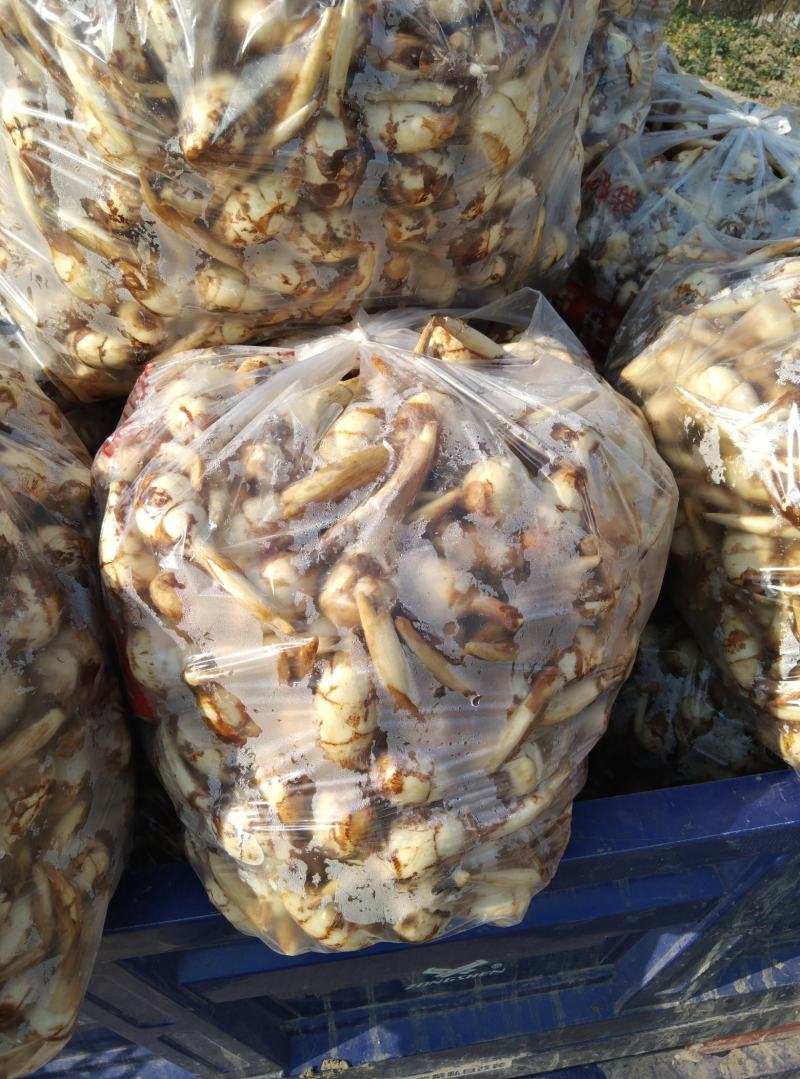 精品慈菇粉、面、甜，大量供应中
