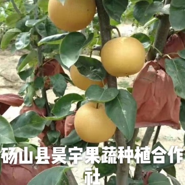 柱状梨，柱状梨苗南北方均可种植，亩产万把斤以上