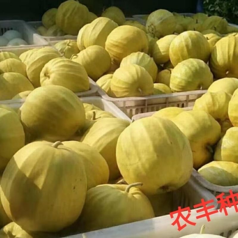 川禾满园飘香丑八怪甜瓜种子，10克