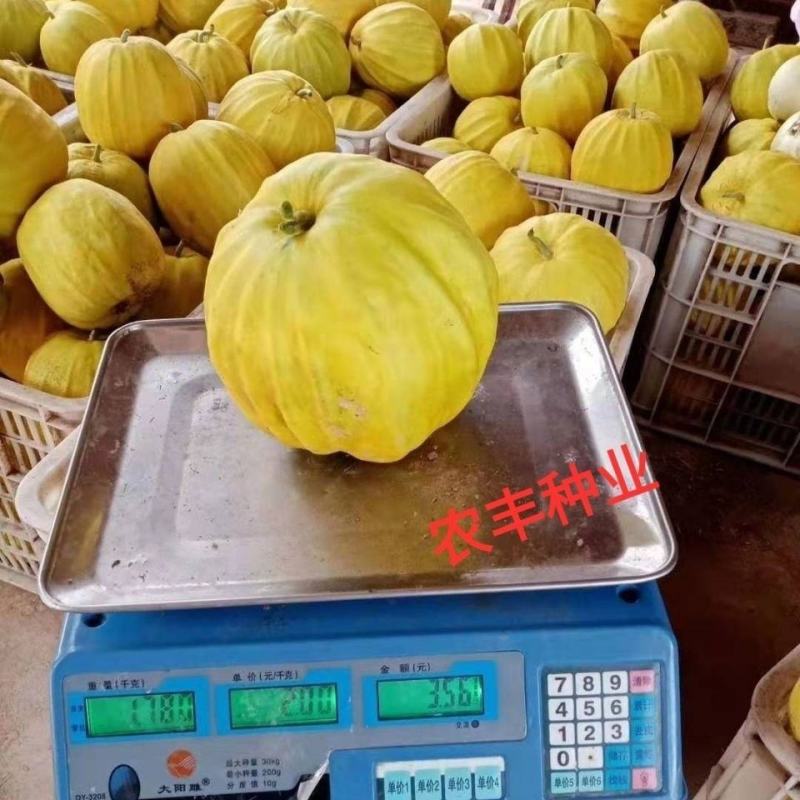 川禾满园飘香丑八怪甜瓜种子，10克