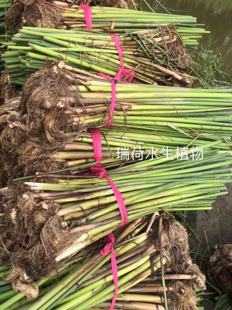 水葱水葱苗盆栽水葱白洋淀瑞荷水生植物