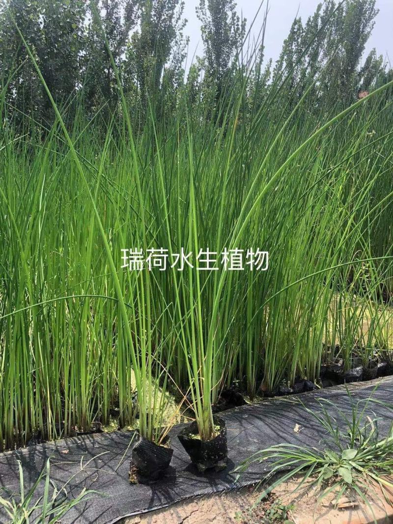 水葱水葱苗盆栽水葱白洋淀瑞荷水生植物