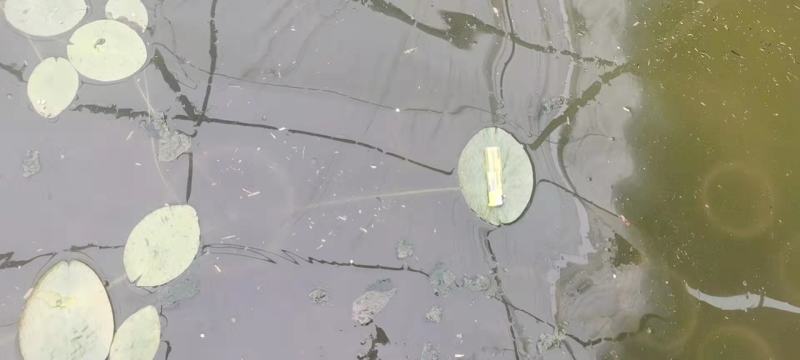 王莲大王莲热带王莲白洋淀瑞荷水生植物基地自产自销