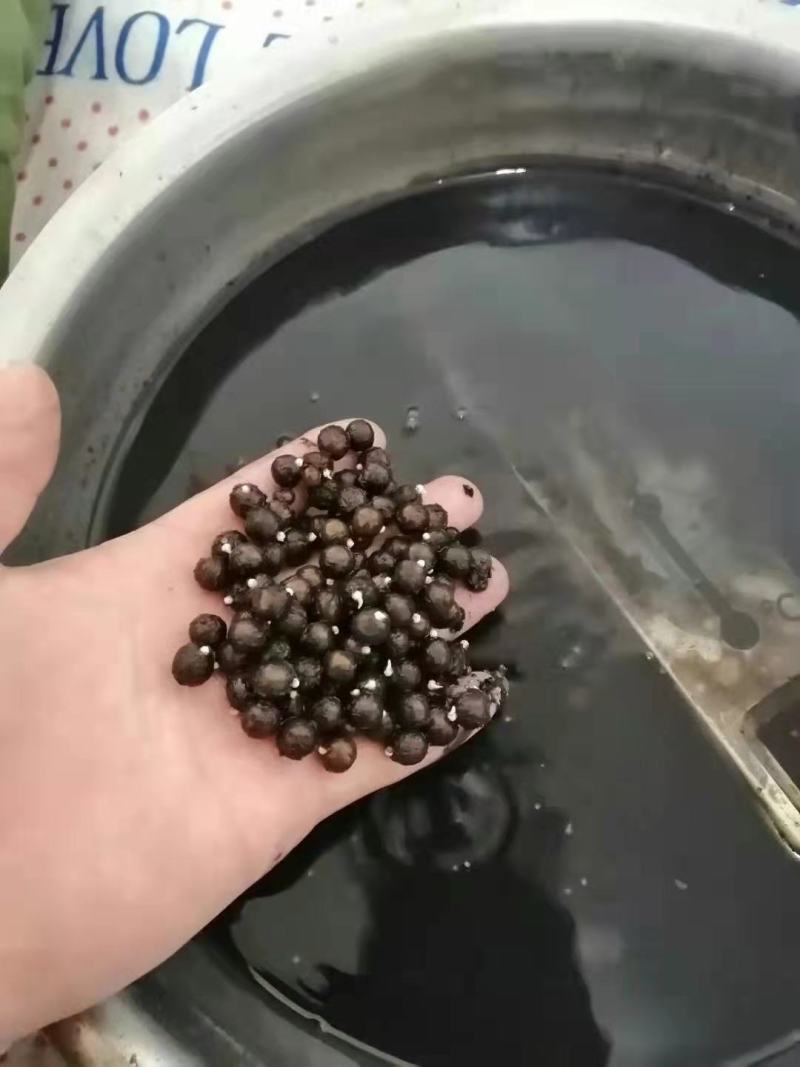 王莲大王莲热带王莲白洋淀瑞荷水生植物基地自产自销