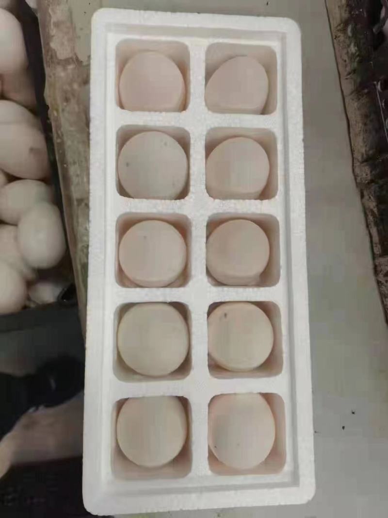 散养小鹅蛋大量有货欢迎骚扰现装现发！量大的老板求骚扰