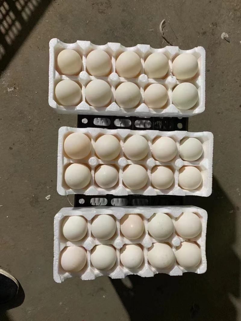 散养小鹅蛋大量有货欢迎骚扰现装现发！量大的老板求骚扰