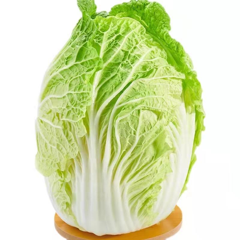 大白菜产地直销，看货论价，保质保量欢迎订购支持发货