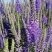 穗花婆婆纳花种子易活开花多年生四季易种阳台庭院耐寒盆栽花