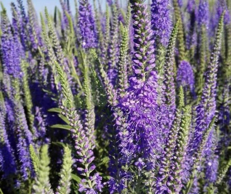 穗花婆婆纳花种子易活开花多年生四季易种阳台庭院耐寒盆栽花