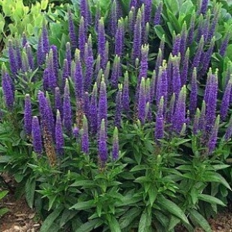 穗花婆婆纳花种子易活开花多年生四季易种阳台庭院耐寒盆栽花