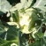 白花菜