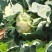 白花菜
