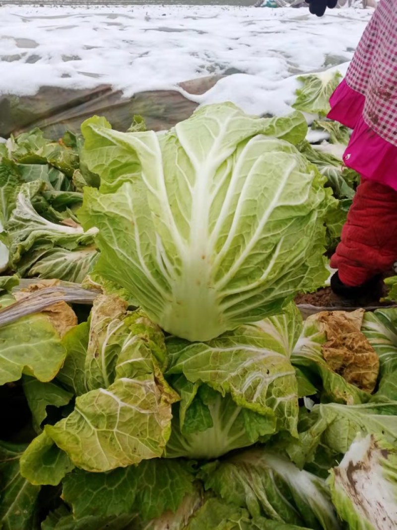 自家种的白菜，现买现摘现装袋。